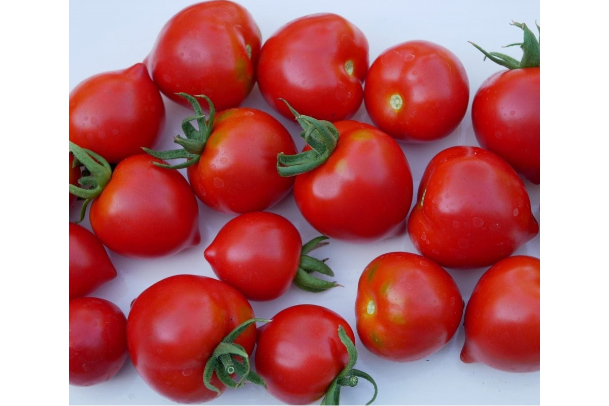 Семена сорта помидоры территория на семен